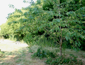 Agrandir l’image